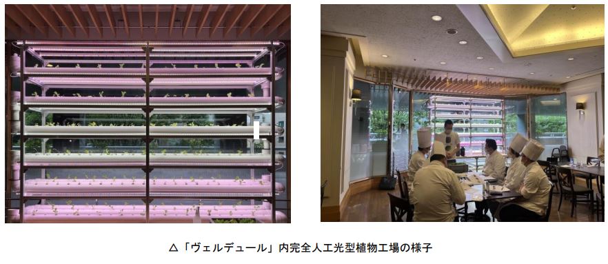東武ホテルレバント東京：ホテルレストランで完全人工光型植物工場の試験運用を開始！